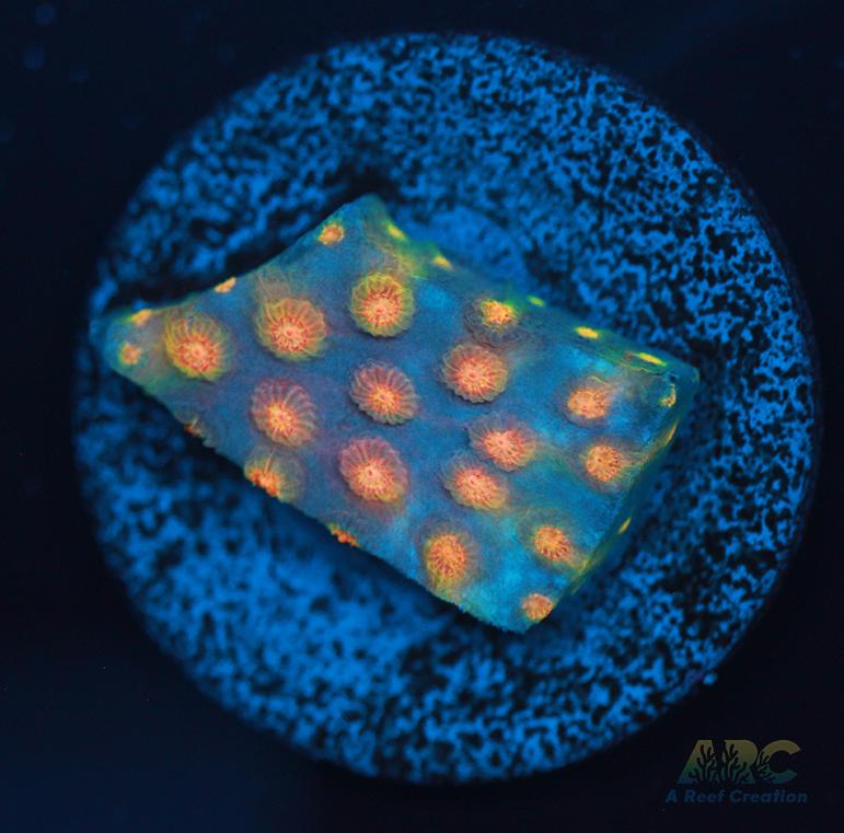 ARC Techno Viking Cyphastrea