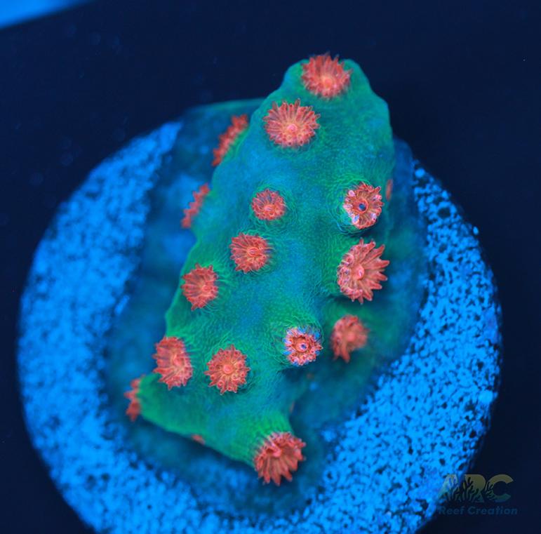 Meteor Shower Cyphastrea