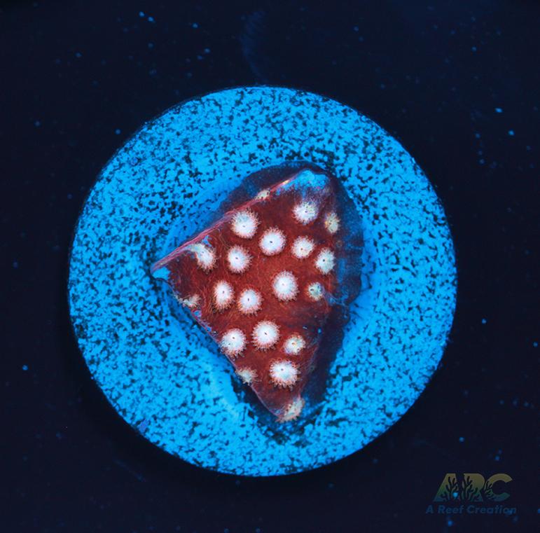 Peppermint Cyphastrea