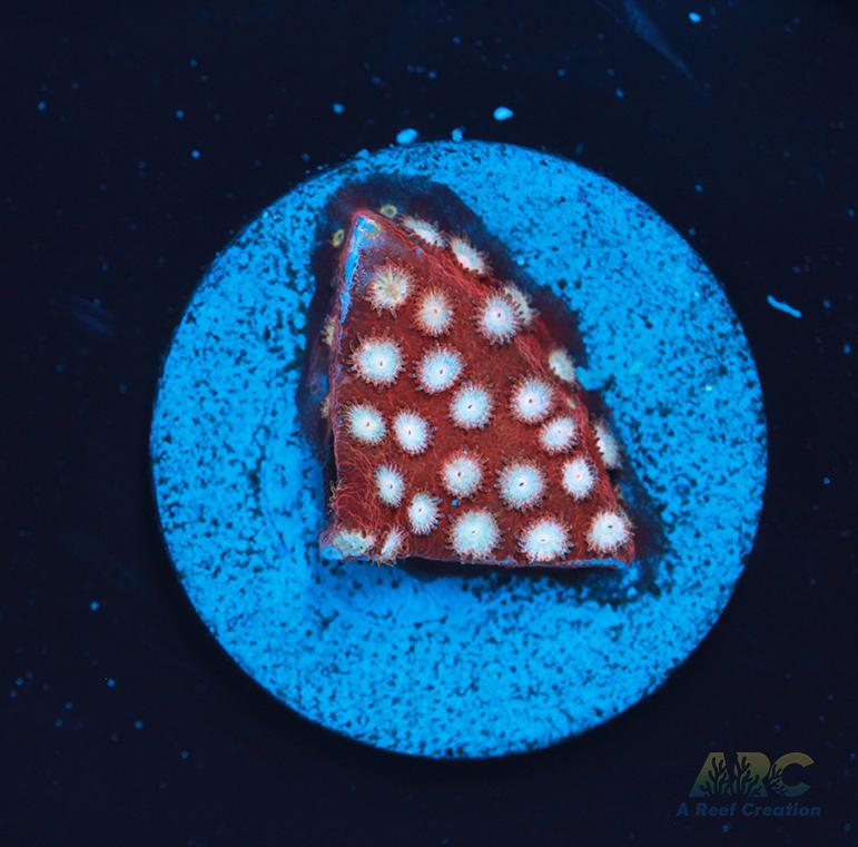 Peppermint Cyphastrea