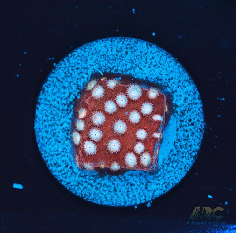 Peppermint Cyphastrea