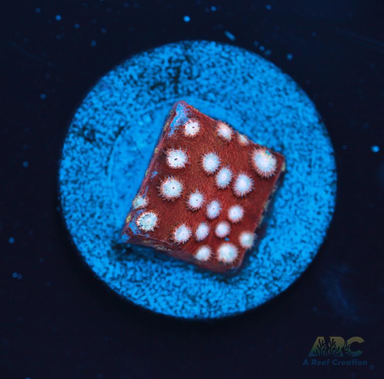 Peppermint Cyphastrea