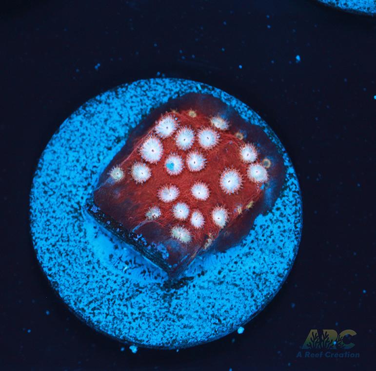 Peppermint Cyphastrea