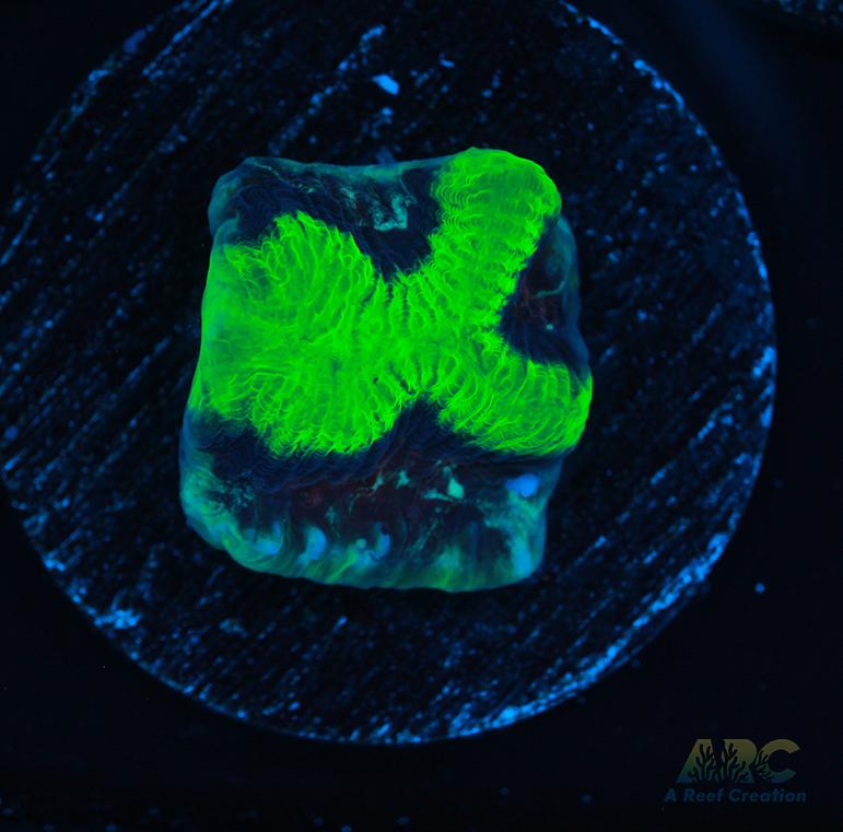 ARC Neon Platy