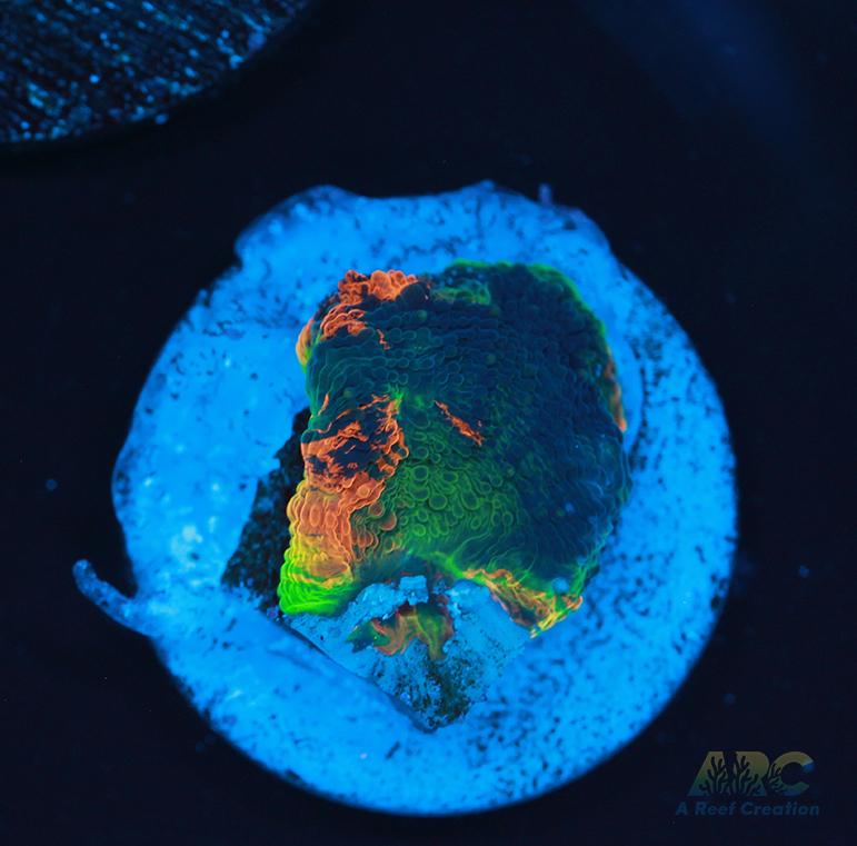 ARC Orange Crush Acan Echinata