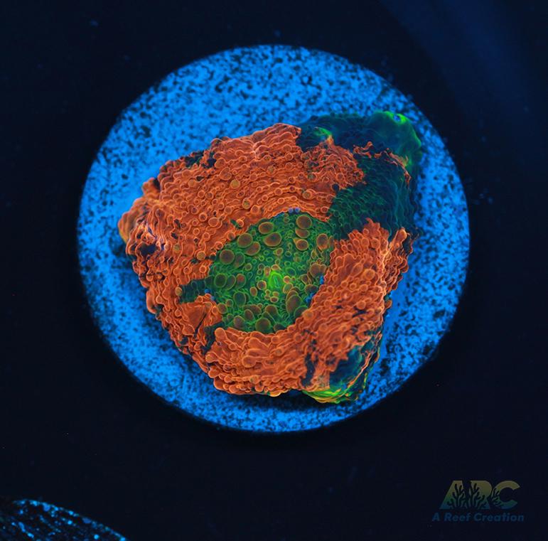 ARC Orange Crush Acan Echinata