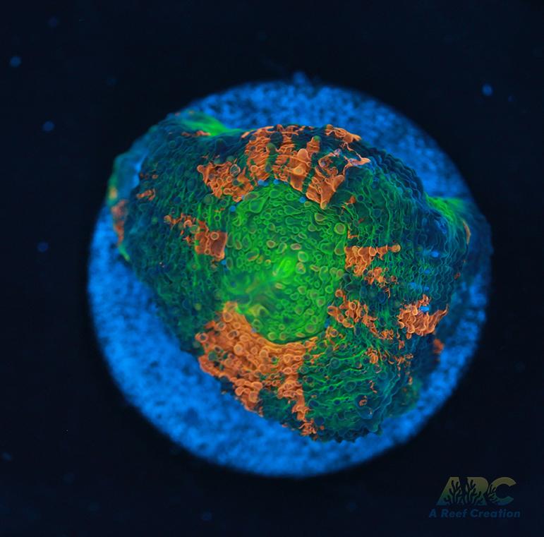 ARC Orange Crush Acan Echinata