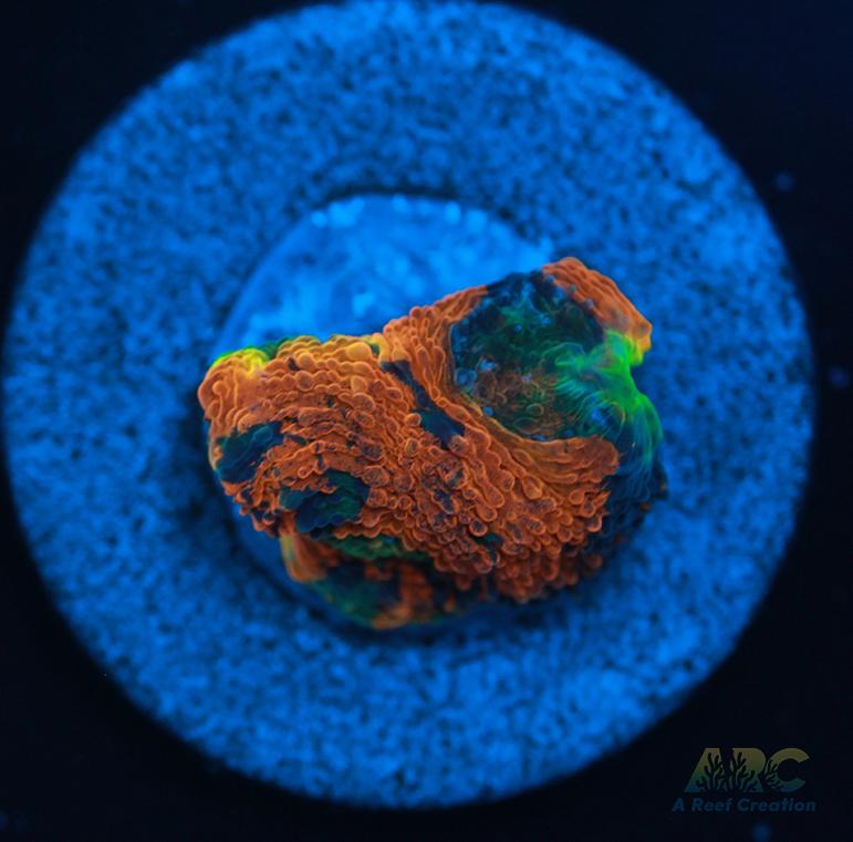 ARC Orange Crush Acan Echinata