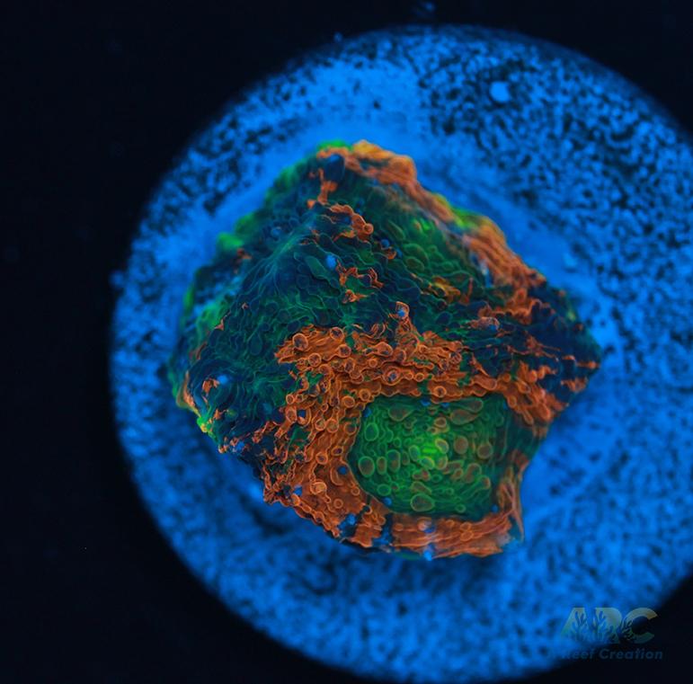 ARC Orange Crush Acan Echinata