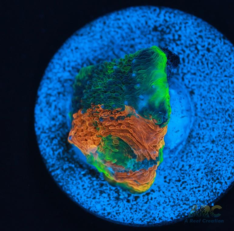 ARC Orange Crush Acan Echinata