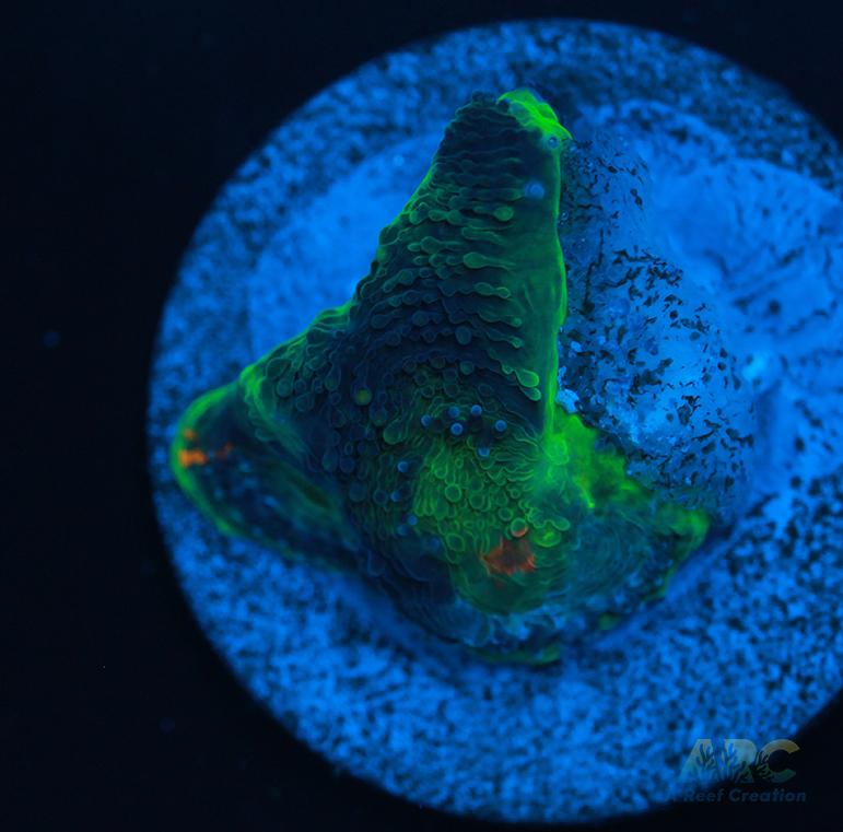 ARC Orange Crush Acan Echinata