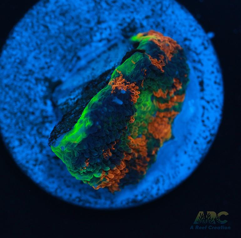 ARC Orange Crush Acan Echinata