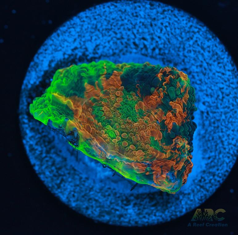 ARC Orange Crush Acan Echinata