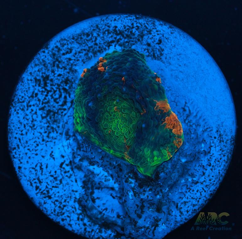 ARC Orange Crush Acan Echinata