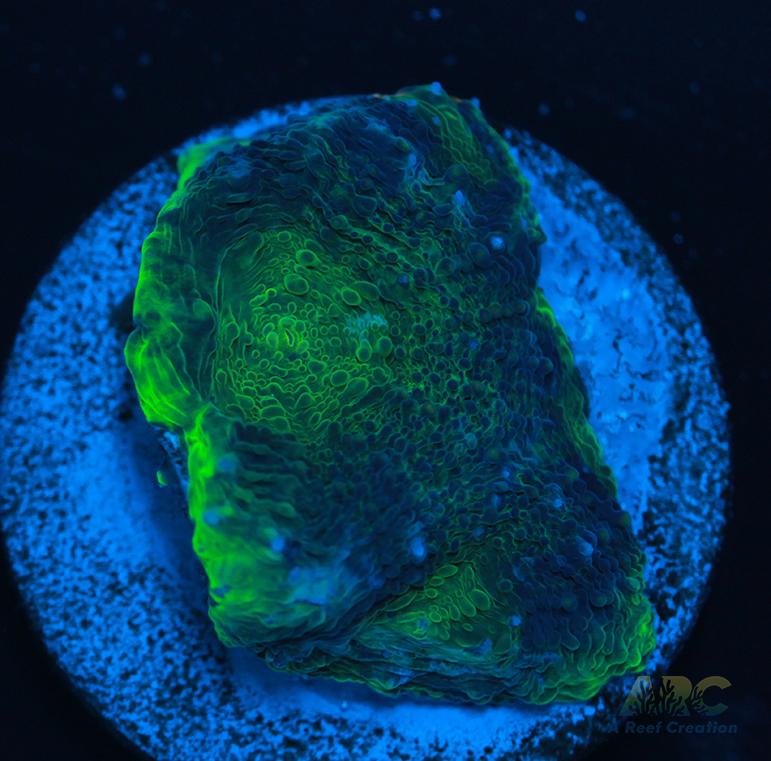 ARC Orange Crush Acan Echinata