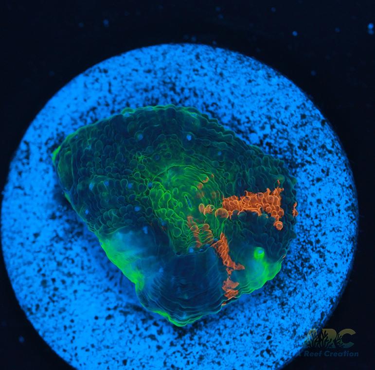 ARC Orange Crush Acan Echinata