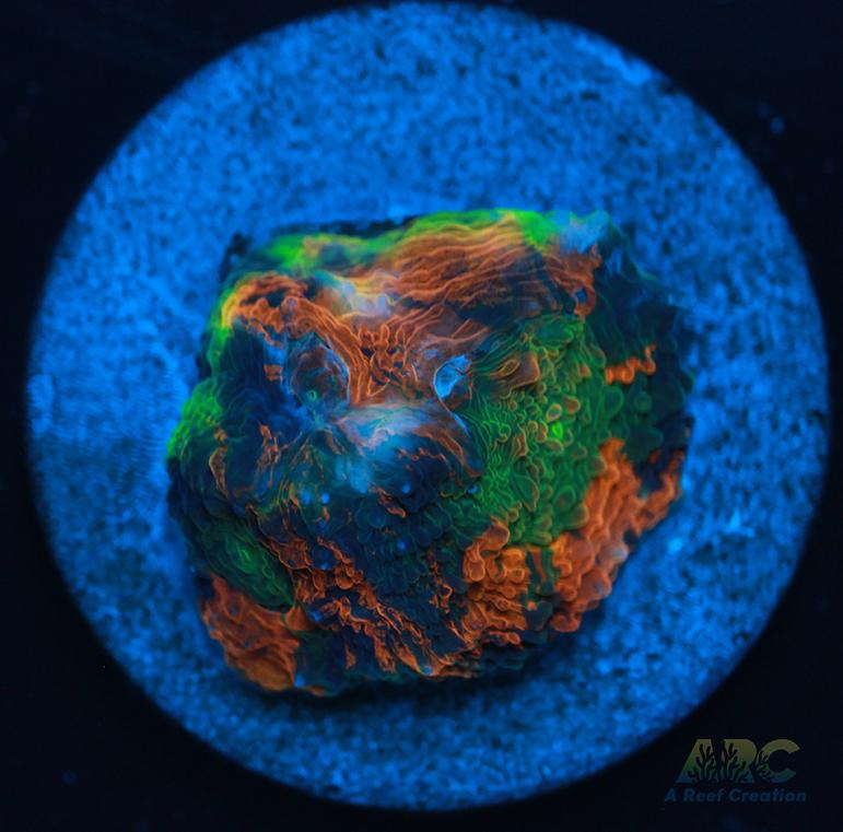 ARC Orange Crush Acan Echinata