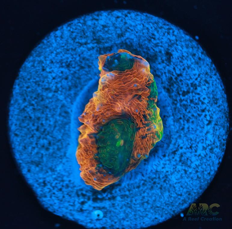 ARC Orange Crush Acan Echinata