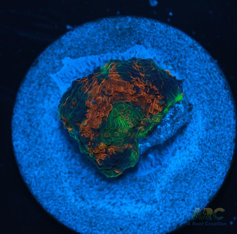 ARC Orange Crush Acan Echinata