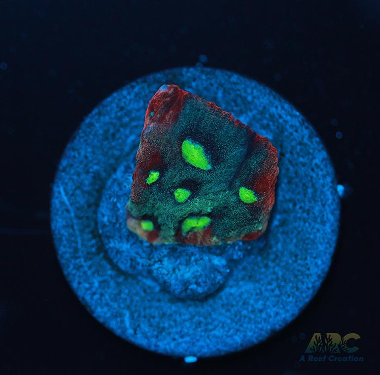 ARC Pastel War Coral