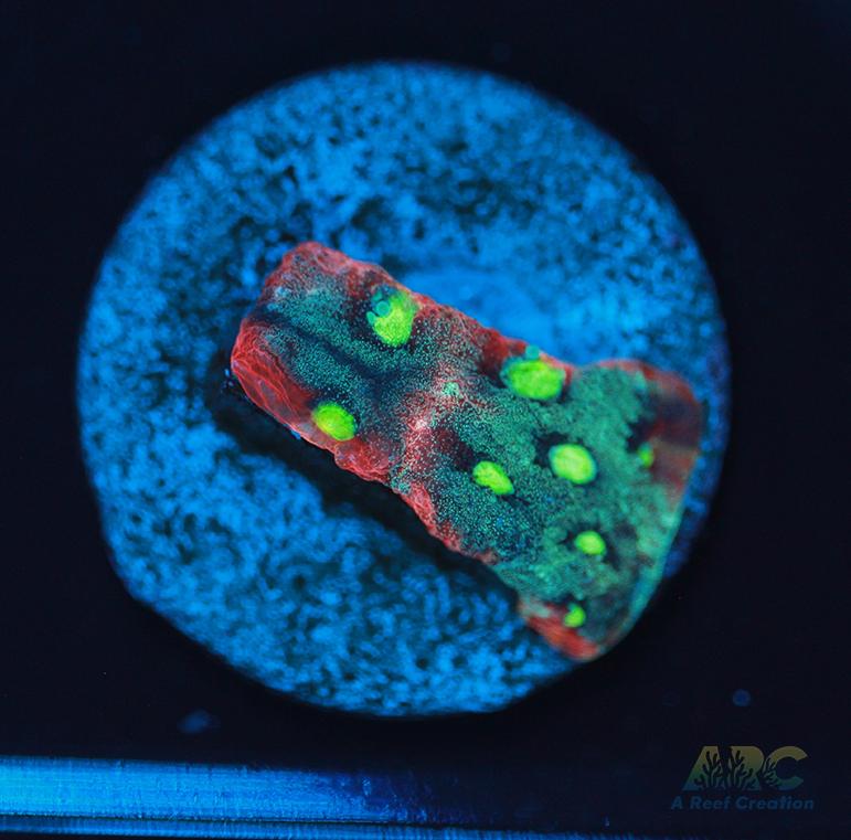 ARC Pastel War Coral