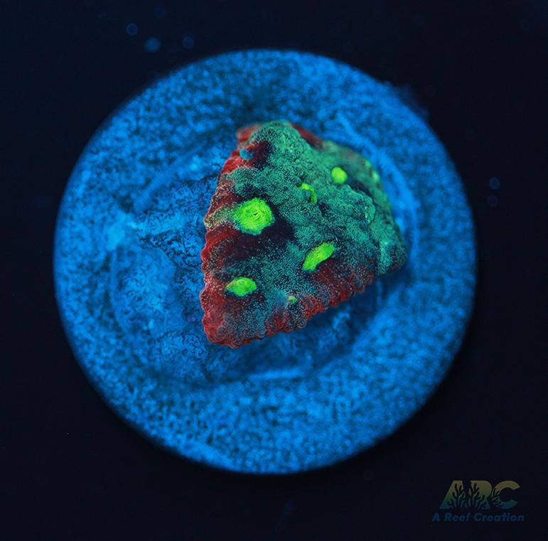 ARC Pastel War Coral