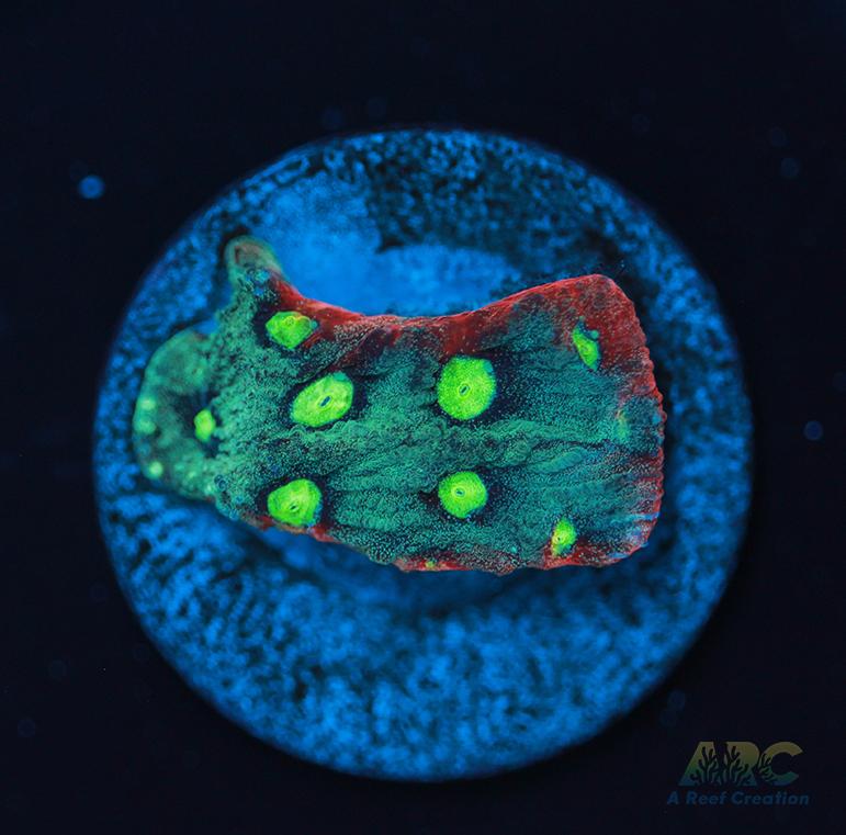 ARC Pastel War Coral