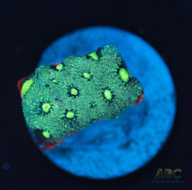 ARC Pastel War Coral