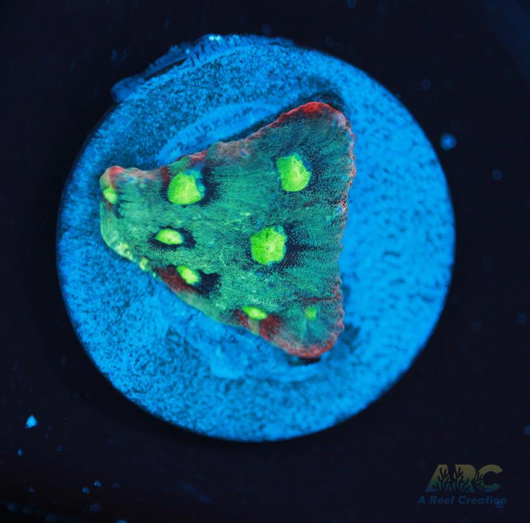 ARC Pastel War Coral