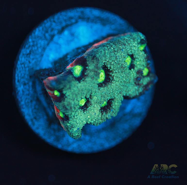 ARC Pastel War Coral