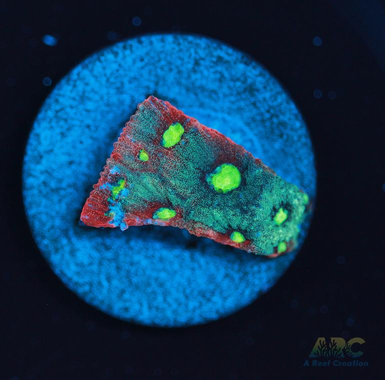 ARC Pastel War Coral