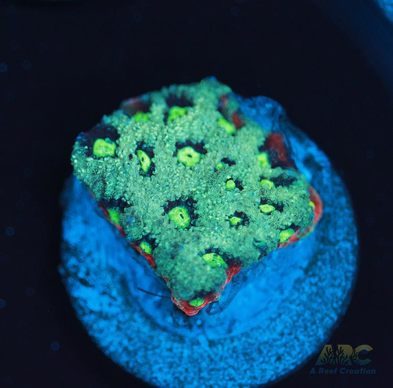 ARC Pastel War Coral