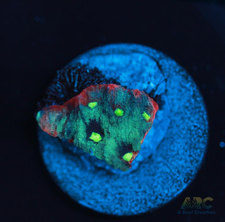 ARC Pastel War Coral