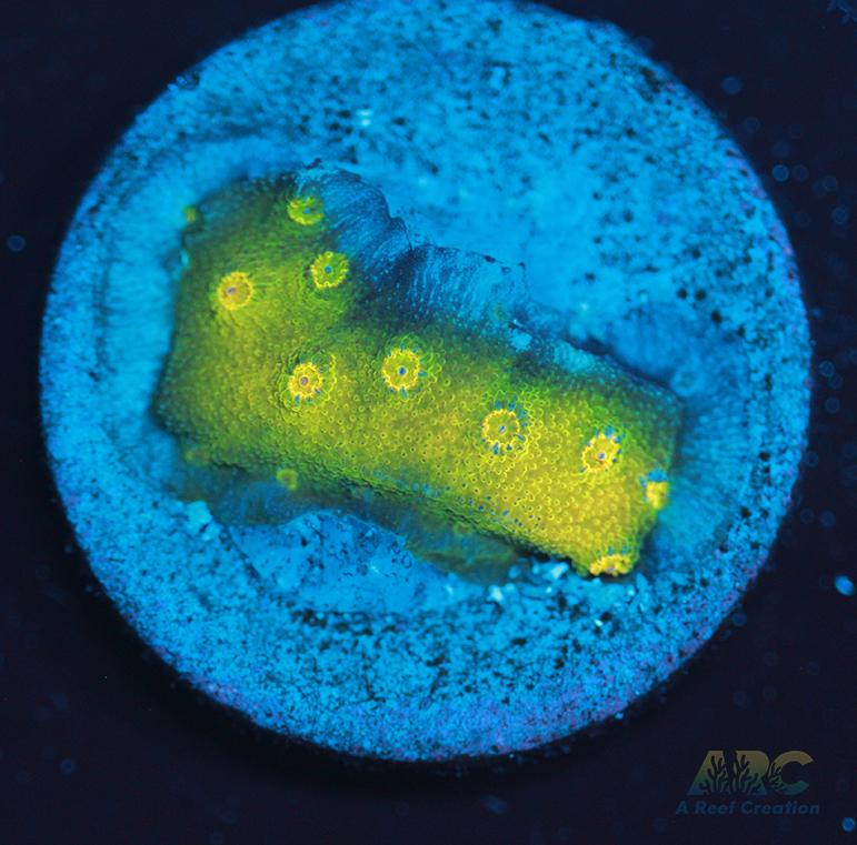 Neon Cyphastrea