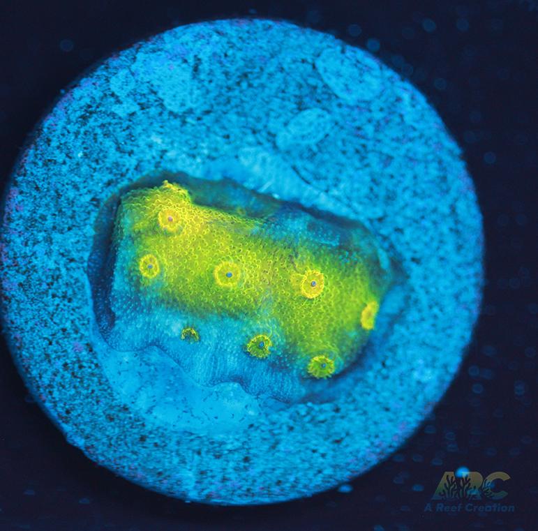 Neon Cyphastrea