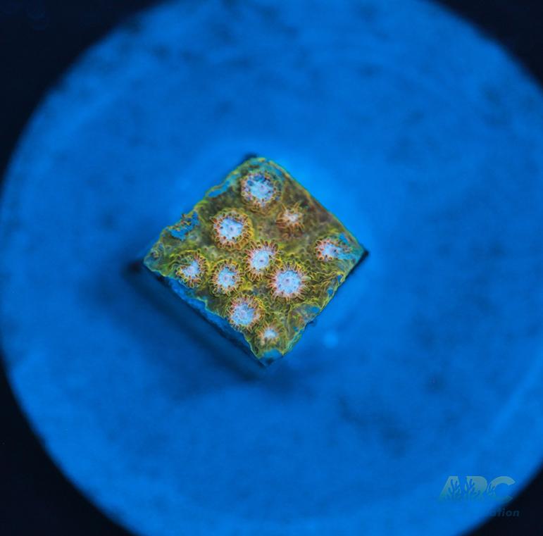Yellow Cyphastrea