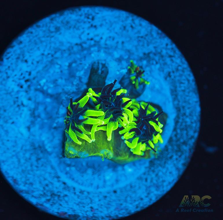 Sonic the Hedgehog Galaxea