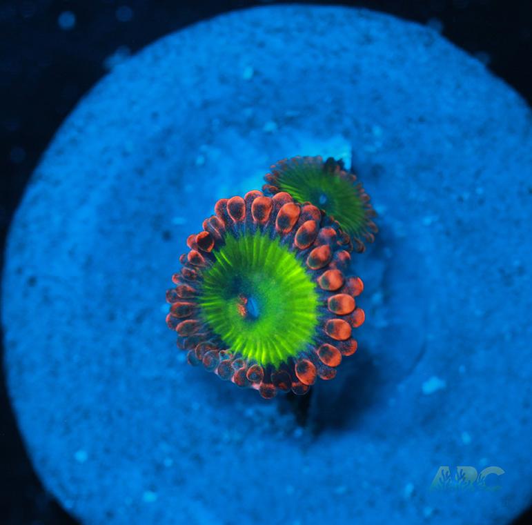 Electric Oompa Loompas