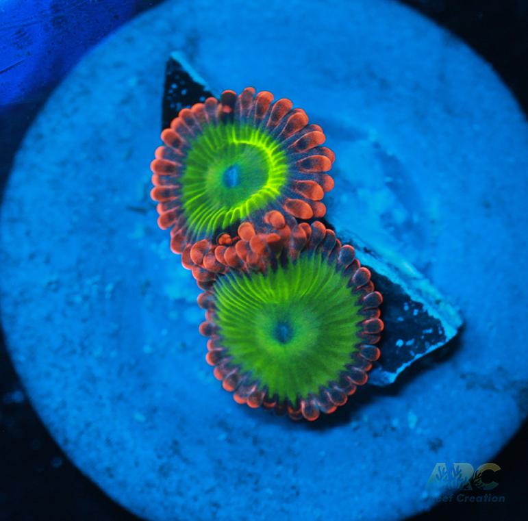 Electric Oompa Loompas