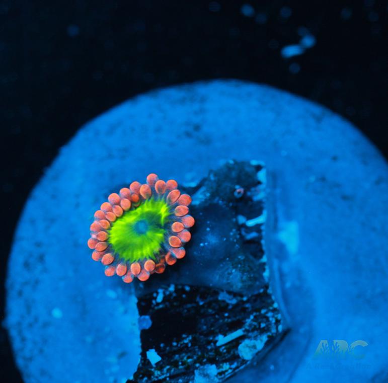 Electric Oompa Loompas