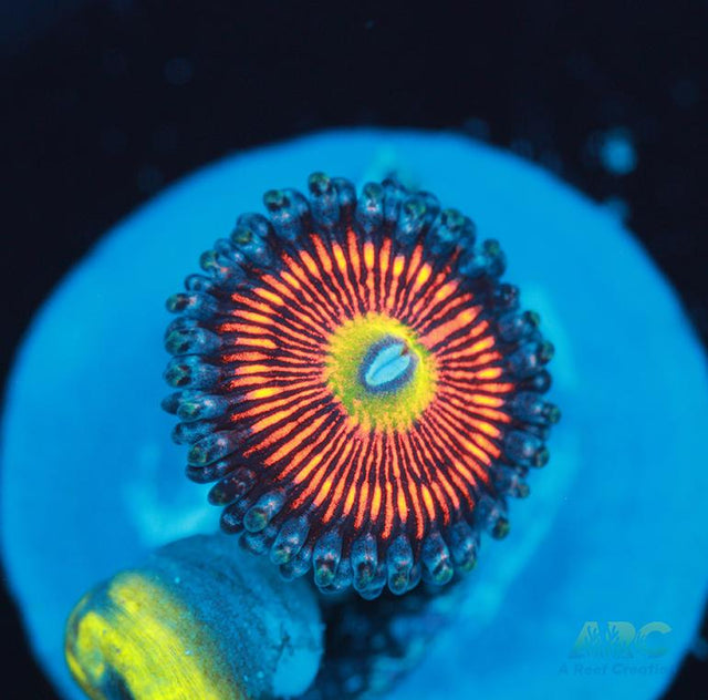 God of War Revotutions