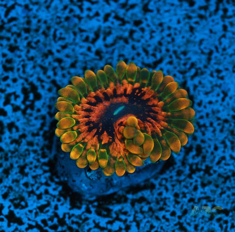 GB Grand Master Krak