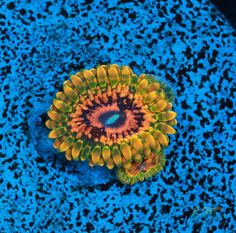 GB Grand Master Krak 3 Polyps Frag