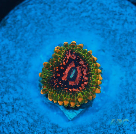 GB Grand Master Krak