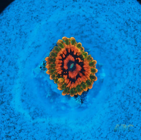 GB Grand Master Krak