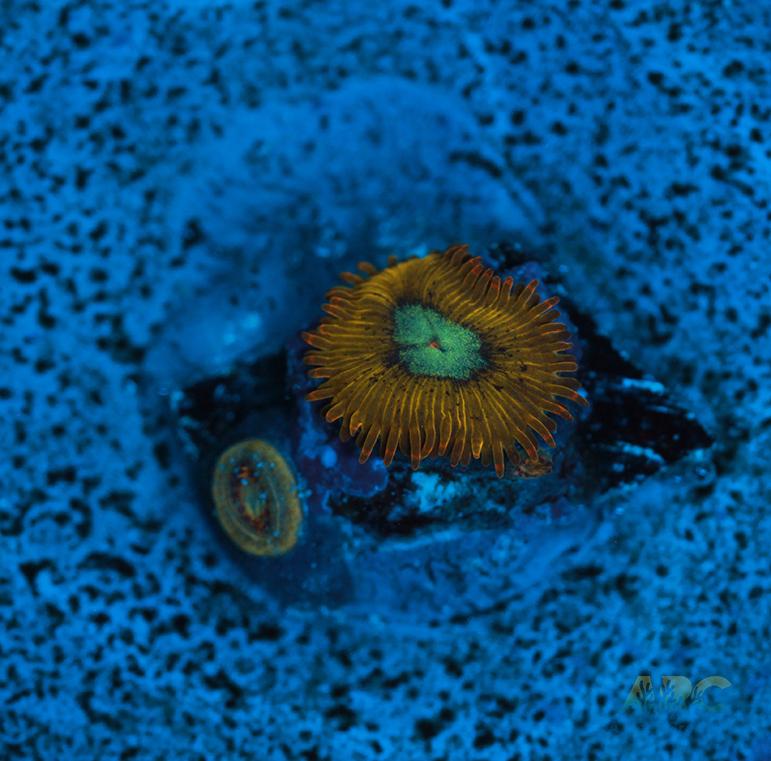 Pikachu Zoa