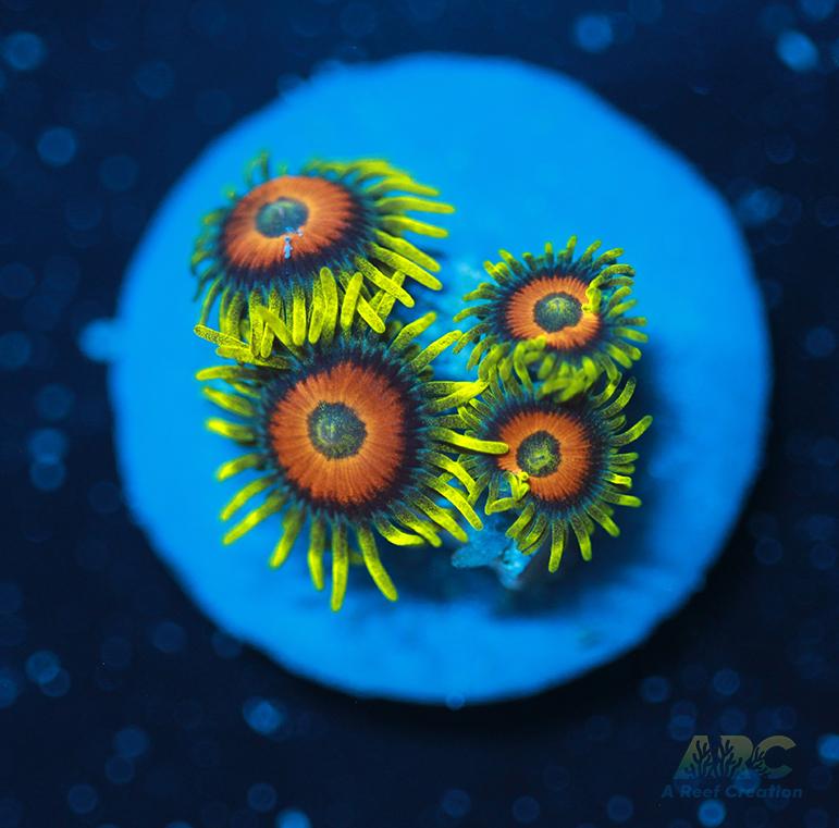 Long Lash Eagle Eyes