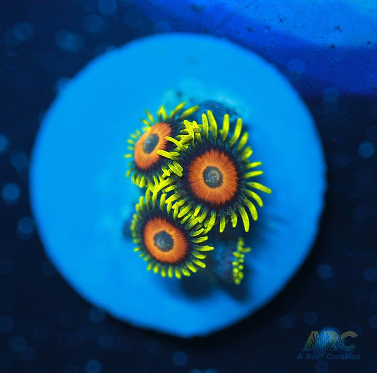 Long Lash Eagle Eyes