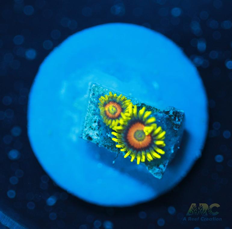 Long Lash Eagle Eyes