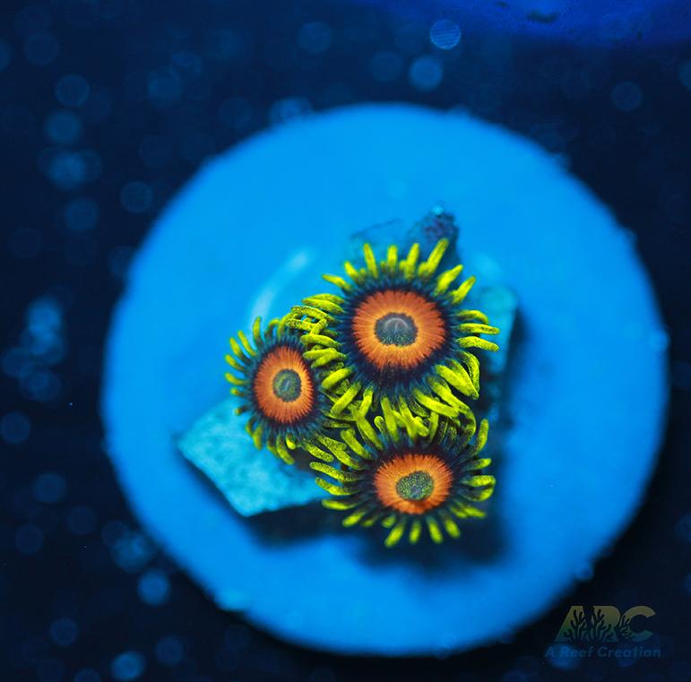 Long Lash Eagle Eyes